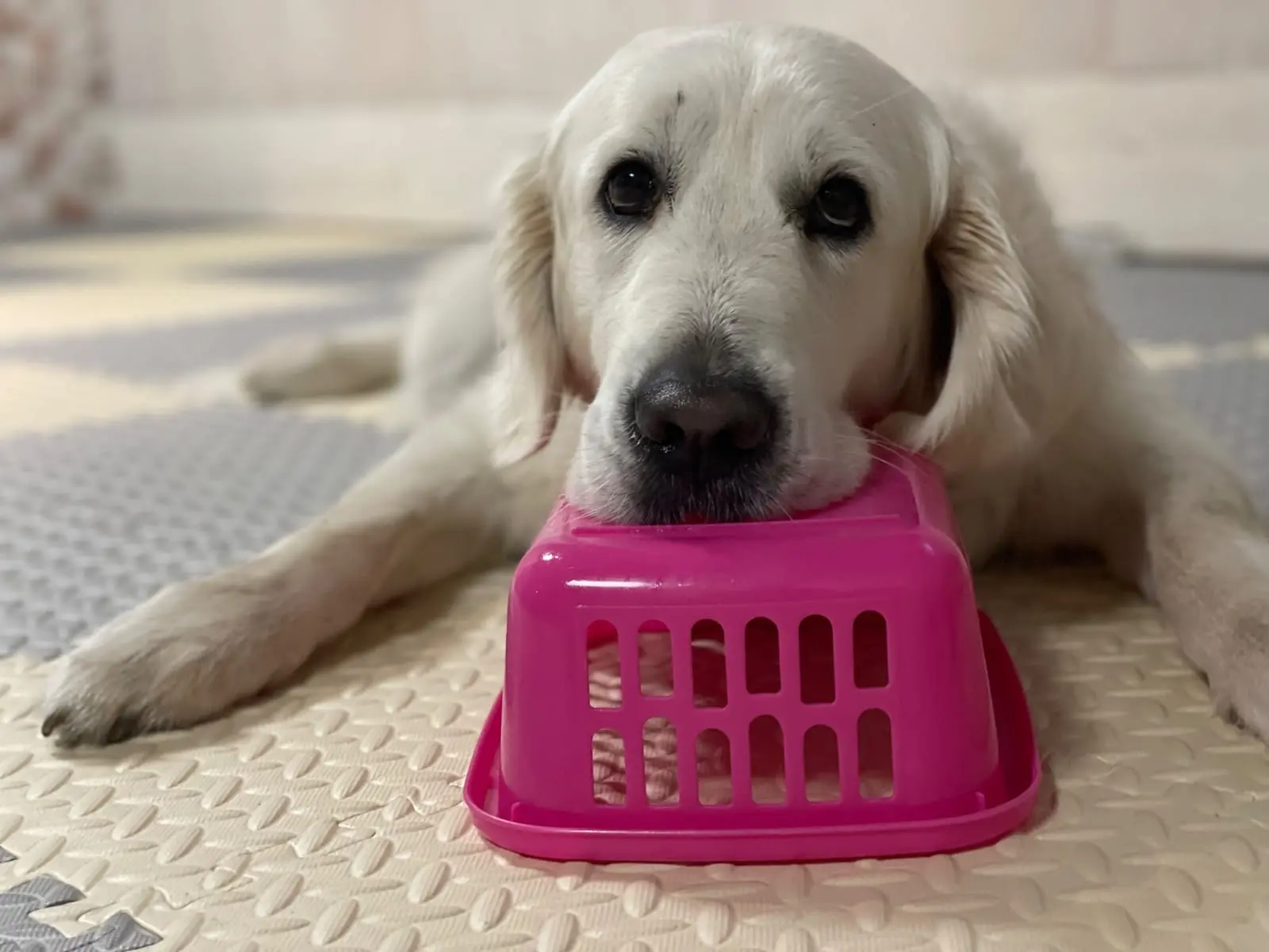 Hund bei Beschäftigungsübung mit Spielzeug