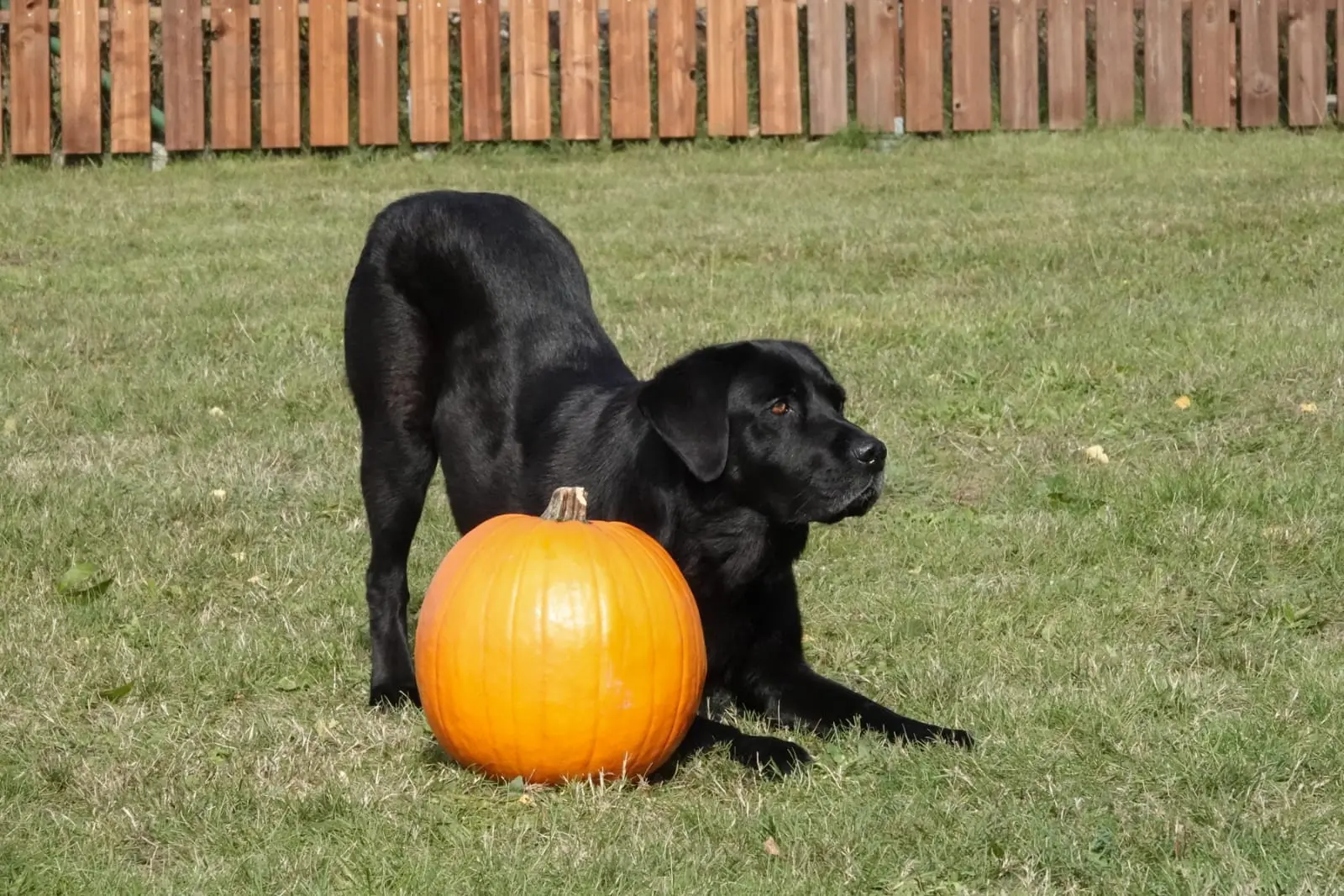 Schwarzer Labrador führt Diener-Trick mit Kürbis aus - Tricktraining