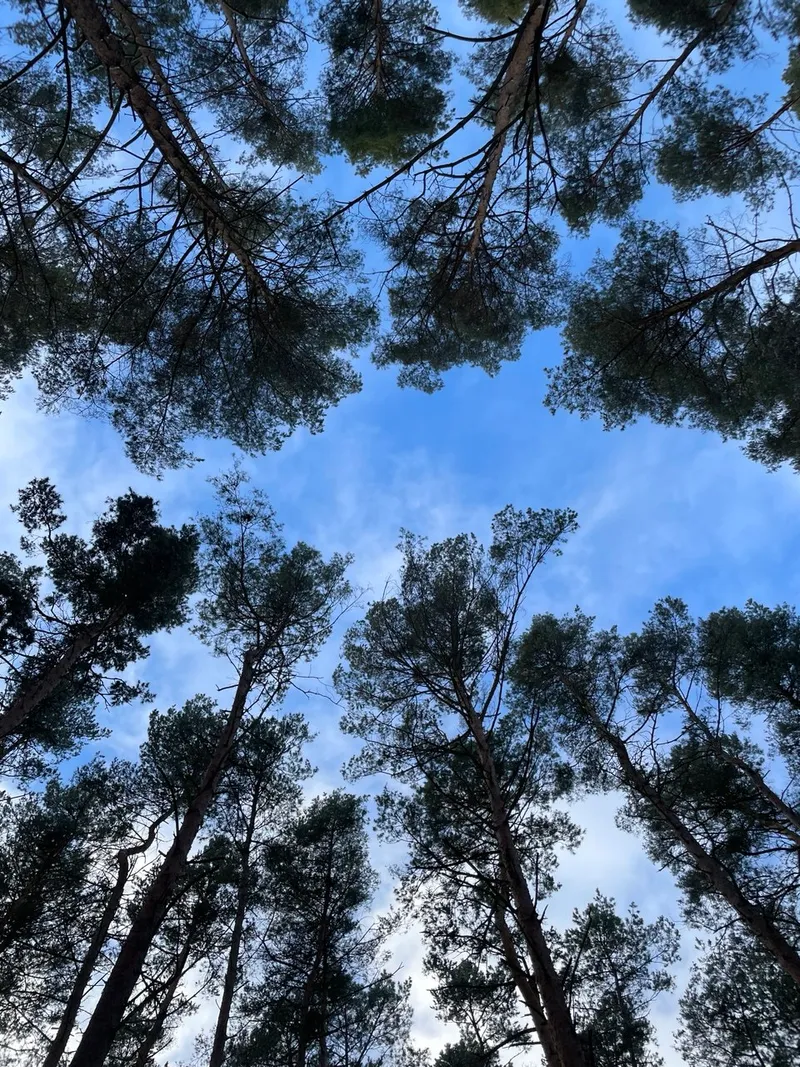 Moosbewachsener Waldboden mit Farn - Detailaufnahme der Natur beim Waldbaden