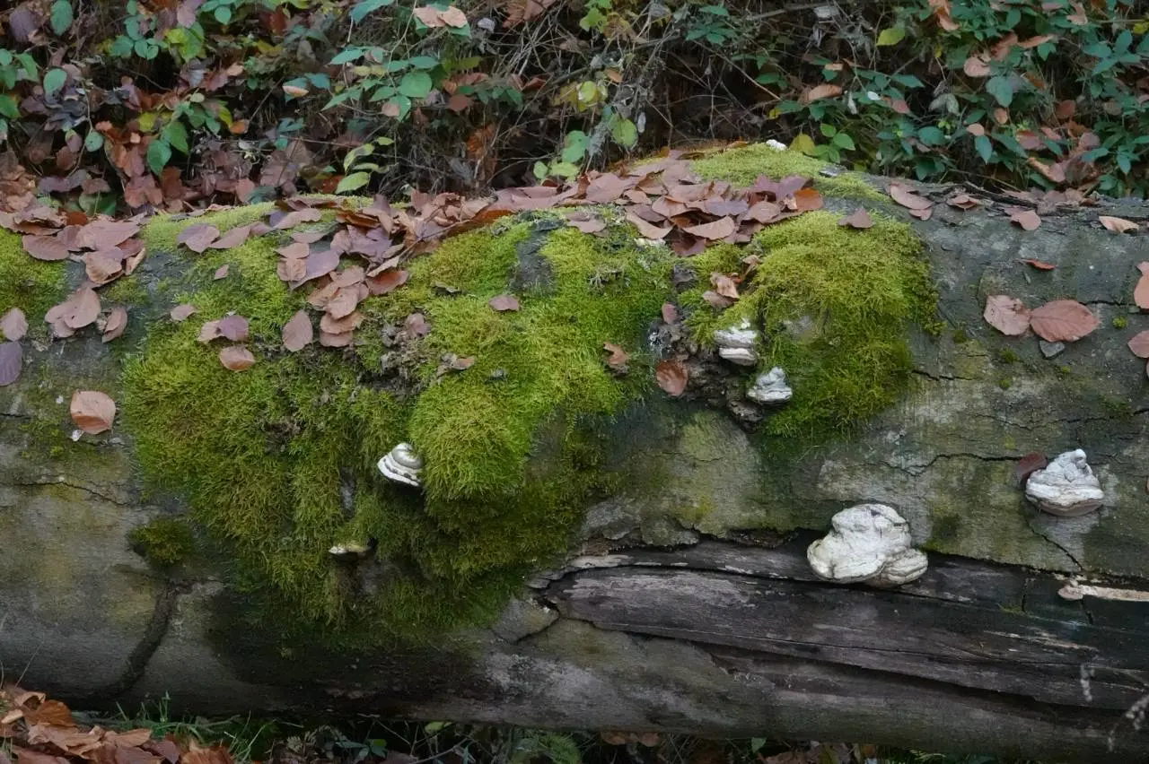 Hund und Mensch beim Waldbaden in der Natur